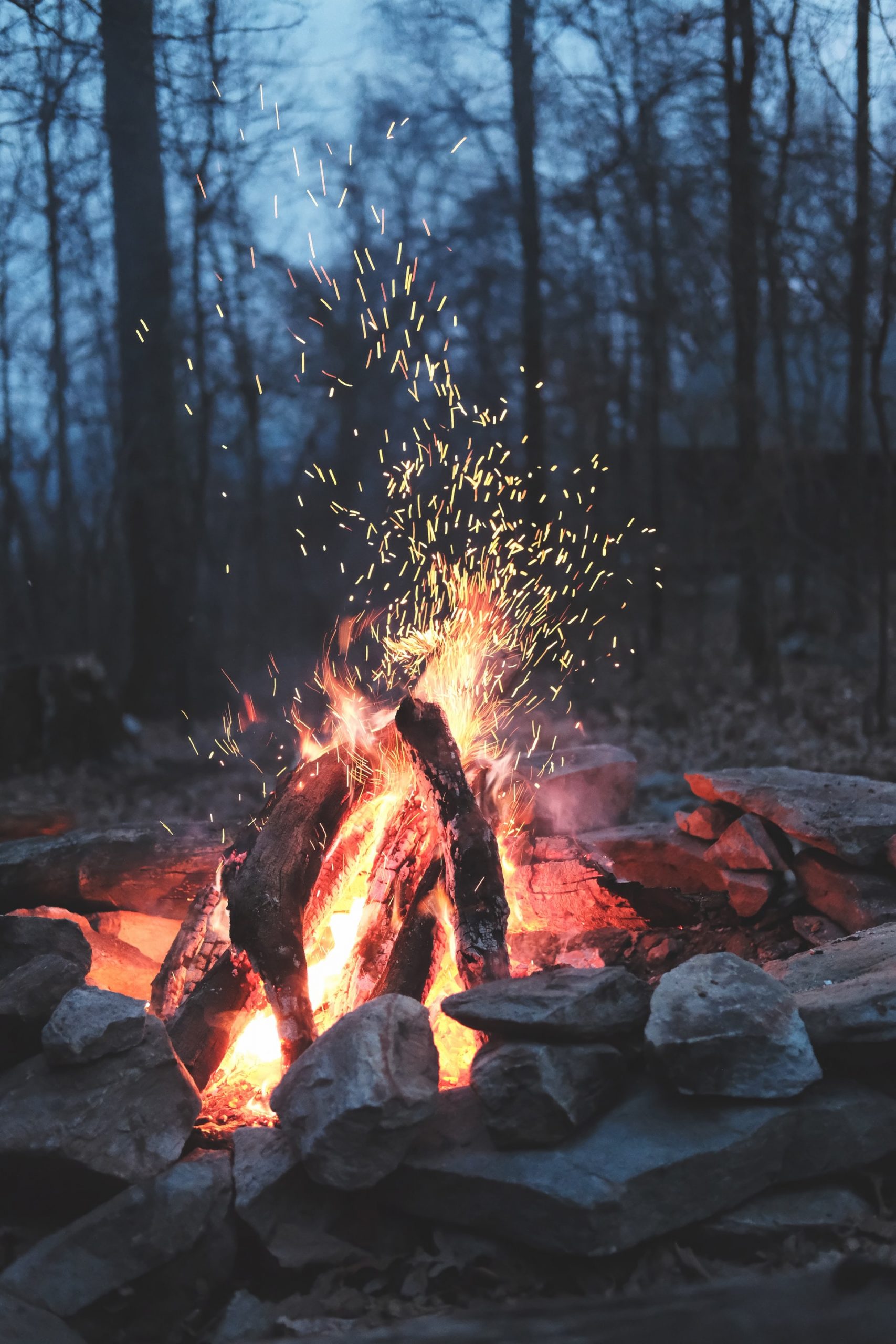 bonfire-forest